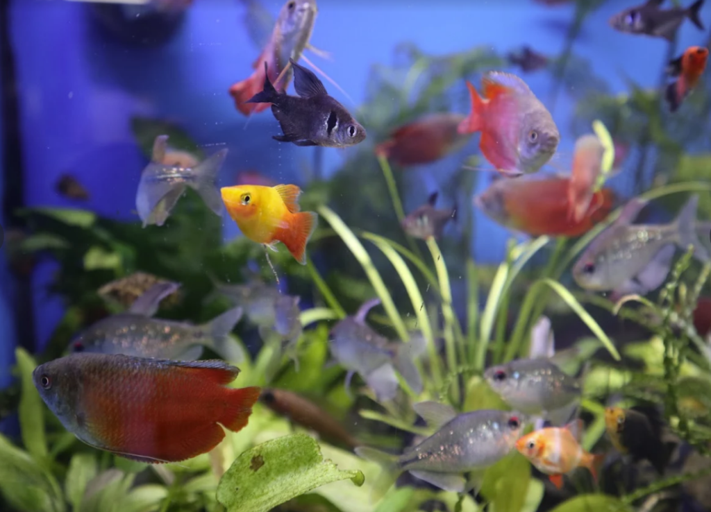 Beital’s Exotic Aquariums